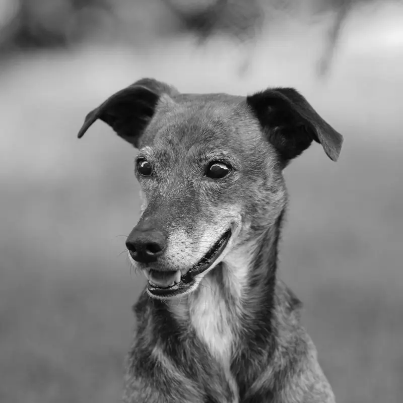Portrait de Cannelle